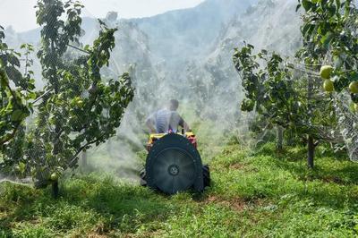 陳區(qū)鎮(zhèn)精心打造“一鎮(zhèn)一業(yè)”推進(jìn)黃梨產(chǎn)業(yè)提檔升級(jí)，助力養(yǎng)生保健食品發(fā)展